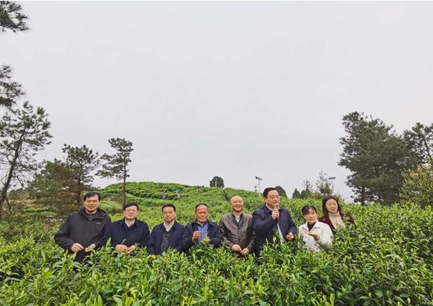 公司負責人陪同省供銷社、湘西州領(lǐng)導(dǎo)一行調(diào)研我司青干村茶葉扶貧示范基地